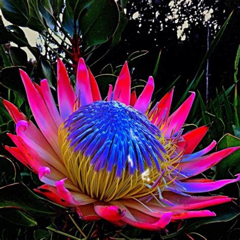🔥 The King Protea The National Flower Of South Africa A Member Of