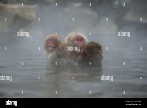 Japanese Macaque Monkey Macaca Fuscata Shrieking As Shocked In Hot