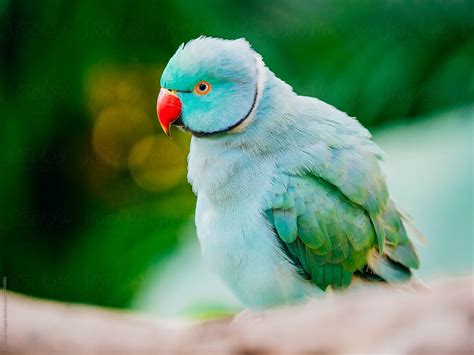 Red Crowned Parakeet By Stocksy Contributor Pansfun Images Stocksy