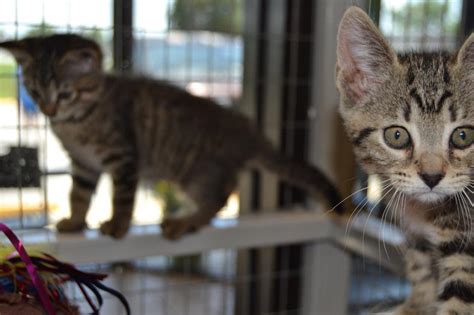 And what exactly does a service animal do? Ocala Post - Animal services reduces cat adoption fees