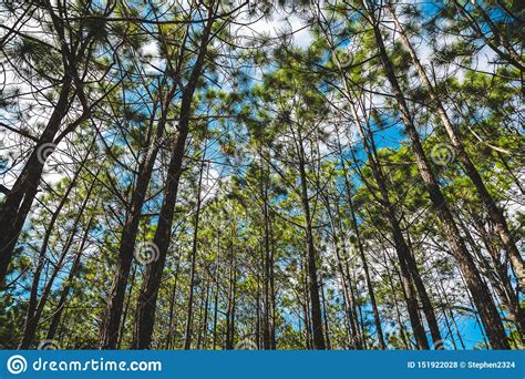 Pine Tree Forest At Phukradueng Loei Province National Park In