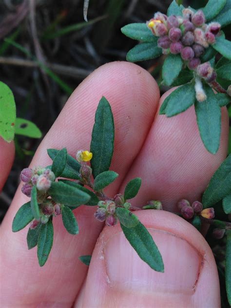 Maryland Biodiversity Project Low Frostweed Crocanthemum Propinquum