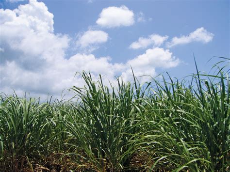 Forever fields of greens est un complément alimentaire très complet obtenu à partir d'éléments végétaux naturels « verts » réduits en poudre : Sugarcane Fields Forever | Townsend Center for the Humanities