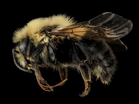 Bumblebees Bees Of Georgia