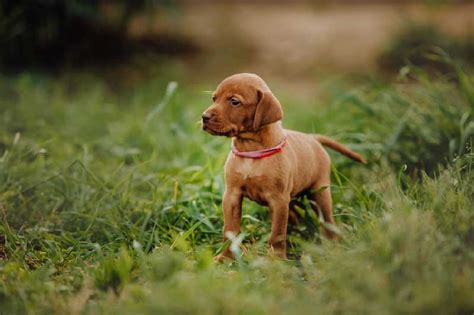 Find vizsla puppies and breeders in your area and helpful vizsla information. How Much Do Vizsla Puppies Cost? - Vizsla World