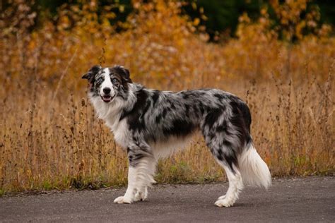 Border Collie Dog Breed Info Pictures Traits Care Guide And More