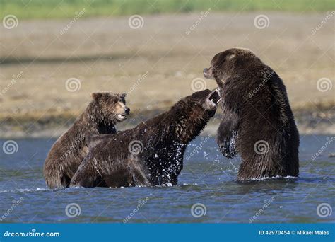 Mother Bear Protecting Cub Bear From Boar Stock Photo Image Of