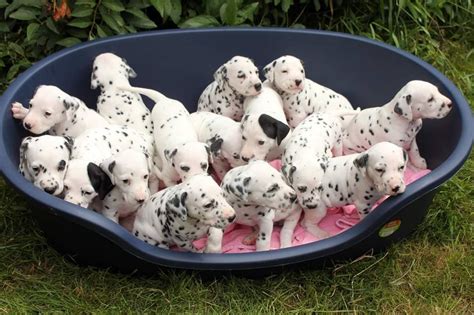 Dalmatian 15 Puppies Rassen Hunde