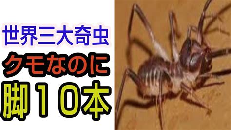世界三大奇虫 クモなのに脚10本「ヒヨケムシ」日本初 Youtube