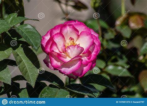 Pink And White Rose Stock Image Image Of Bloomimg Outdoors 137691373