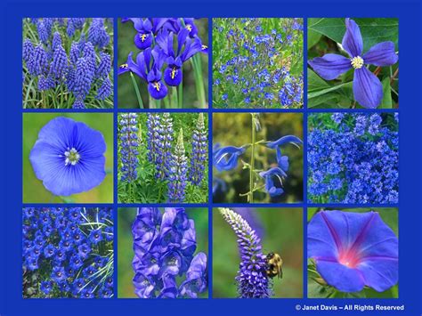 Blue Flowers Spring Color Colour Bulbs Perennials
