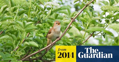 Approval To Build 5000 Homes On Nightingale Habitat Condemned Birds