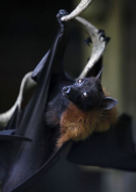 Superfast Vocal Muscles Make Bats Champion Hunters On The Fly Video