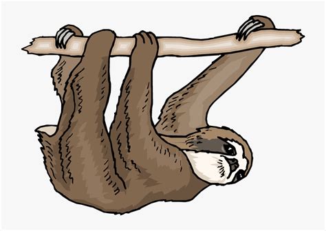 Sloth Clipart Three Toed Sloth Clip Art Hd Png Download Kindpng