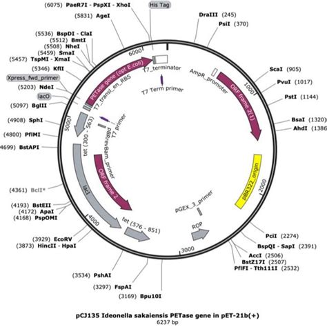 Pet 21b Based Plasmid For Expression Of Petase From Ideonella