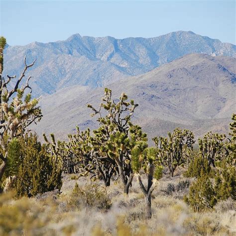Mojave National Preserve California 2022 What To Know Before You Go
