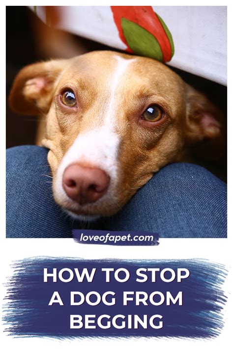 How To Stop A Dog From Begging 7 Easy Steps Love Of A Pet Dog