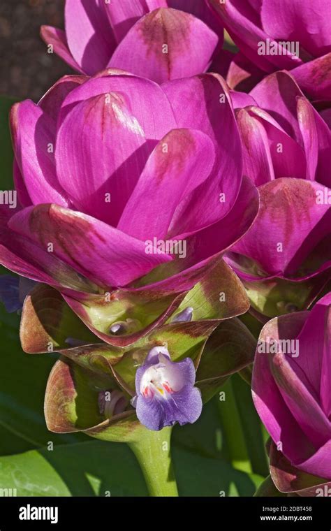 Siam Tulip Curcuma Alismatifolia Called Summer Tulip Also Stock