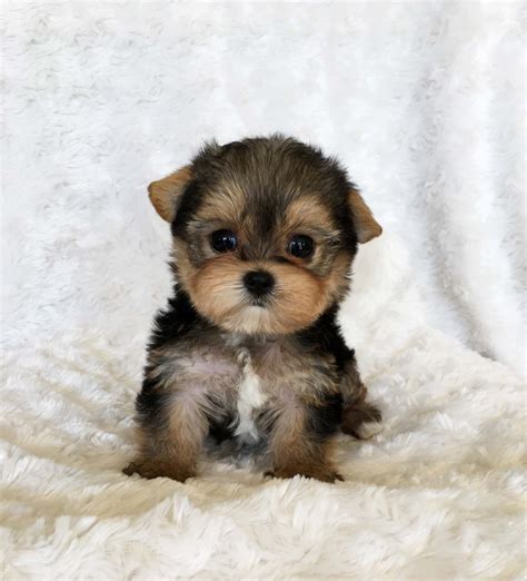 Teacup Yorkie Puppy For Sale Lilly Iheartteacups