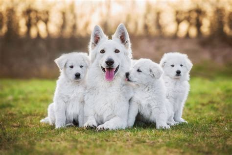 Raça de cachorro branco veja os grandes pequenos e médios Guia