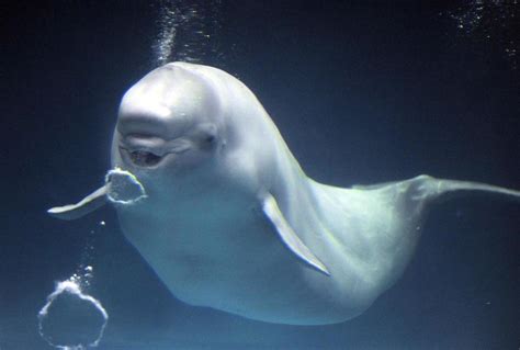 Interesting Facts About Beluga Whales Historic Cornwall