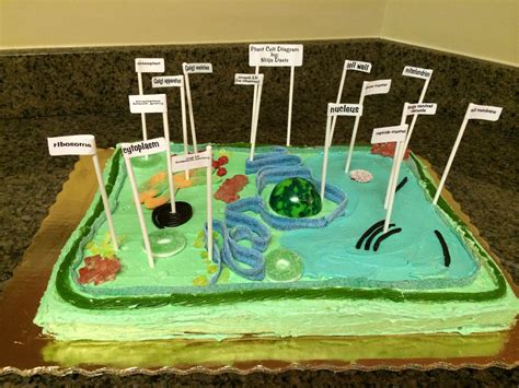 Edible Plant Cell Project Cell Diagram Project Models Cell Model