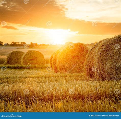 Summer Farm Field With Hay Bales At Sunset Stock Image Image Of