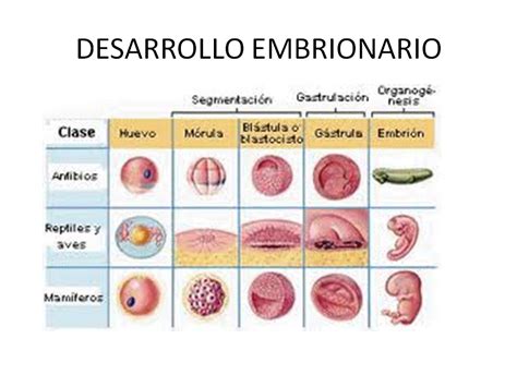 Tabla Comparativa De Desarrollo Embrionario Kulturaupice