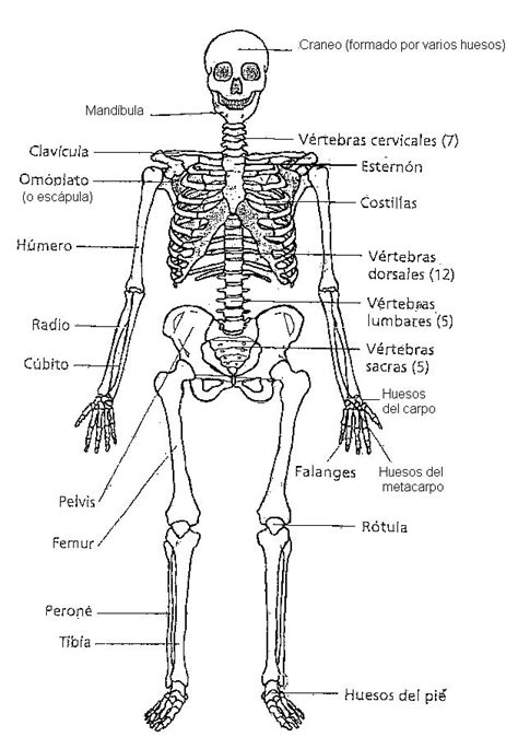 Anatomía Cuerpo Humano Anatomía Humana
