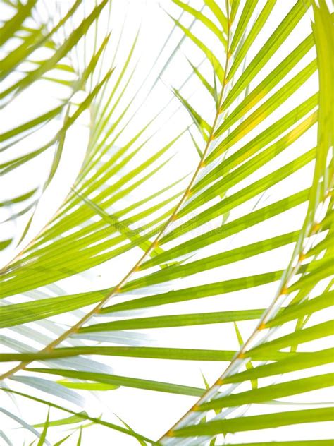 Palm Fronds Waving In The Wind Stock Image Image Of Outside