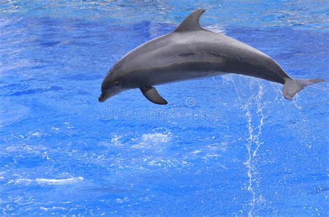 Dolphin Jumping Out Of Water Stock Photo Image Of