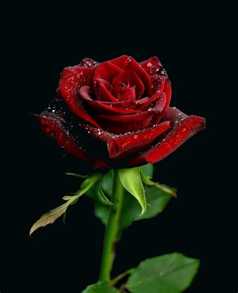 Tổng Hợp Hình ảnh Hoa Hồng đỏ đẹp Nhất Roze Bloemen Prachtige