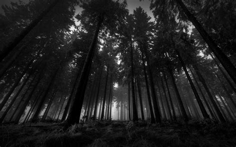 Black And White Woods Wallpaper 52 Images