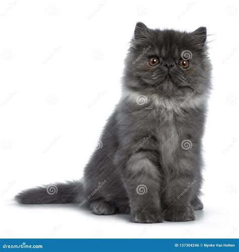 Cute Black Smoke Persian Cat Kitten Isolated On White Background