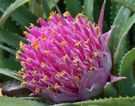 Blok888 Top 10 Most Exotic Flowers In The World 1