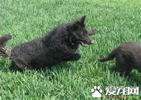 Search for text in url. 比利時牧羊犬咬人嗎 比利時牧羊犬性格特點 - 每日頭條