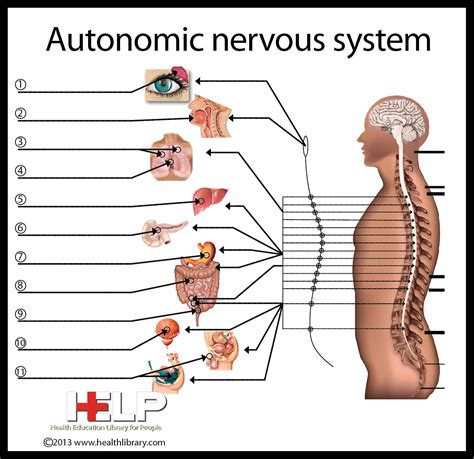 Anatomy Of Autonomic Nervous System