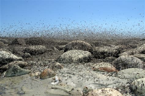 Brine Flies Great Salt Lake Jon Marshall Flickr