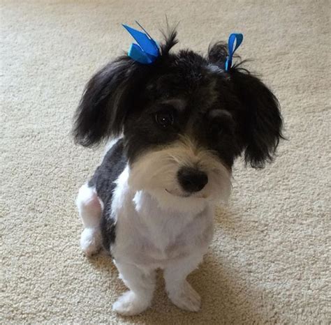 10 Best Havanese Haircuts For Your Puppy The Paws