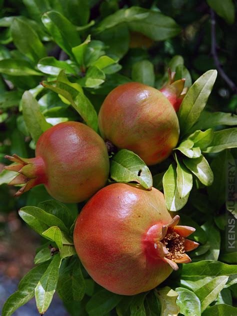 4 Sweet Pomegranate Tree Mix Kens Nursery
