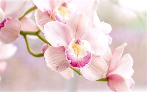 Hd Wallpaper Orchid Pink Phalaenopsis Wallpaper Flare
