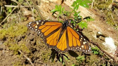 Eastern Monarch Butterflies At Risk Of Extinction Unless