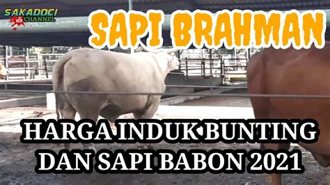 Harga Sapi Brahman Babon Bunting Dan Eks Indukan Timbang Hidup Youtube