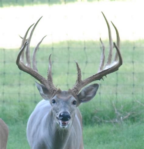 Charles Deer Man Black Whitetail Does For Sale In Louisiana