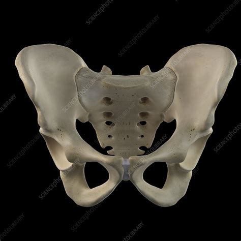 Human Hip Bone Artwork Stock Image F0093621 Science Photo Library