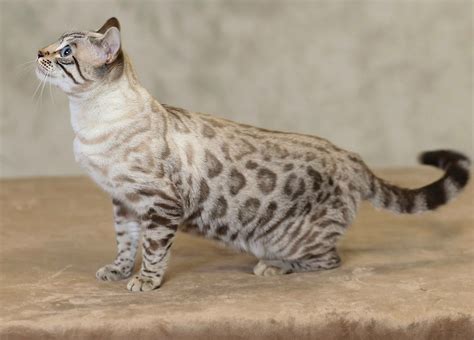 A Rare Blue Eyed Snow Bengal Bengal Cat Asian Leopard Cat Cats