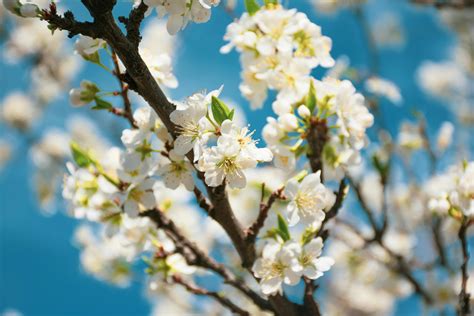 White Cherry Blossom In Bloom · Free Stock Photo