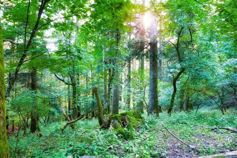 Italian Forest Casentino National Park