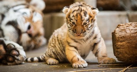 Pittsburgh Zoo Unveils New Amur Tiger Cub To Public