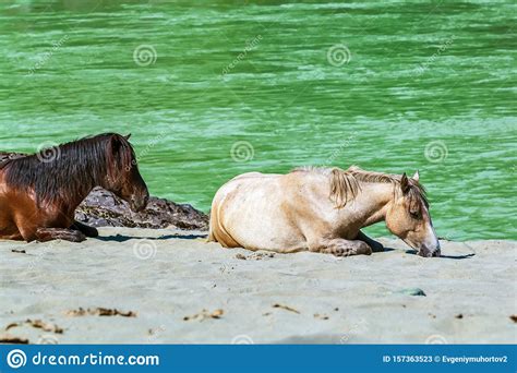 Altai Horses At The Katun River Gorny Altai Siberia Russia Stock